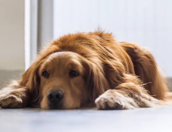 Warum Hundekrankenversicherung - Fauler Hund