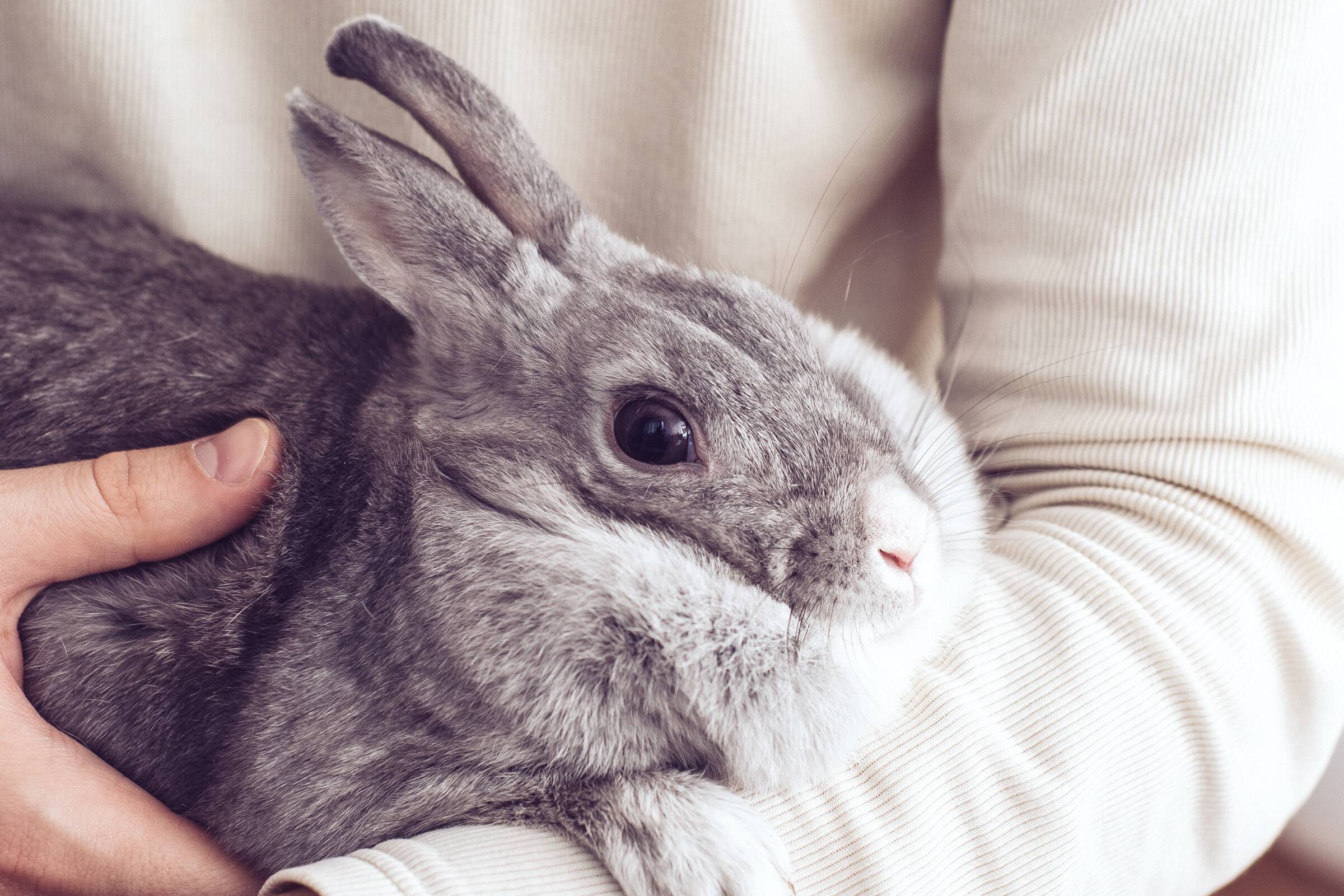 Tierversicherung - Kaninchen auf dem Arm