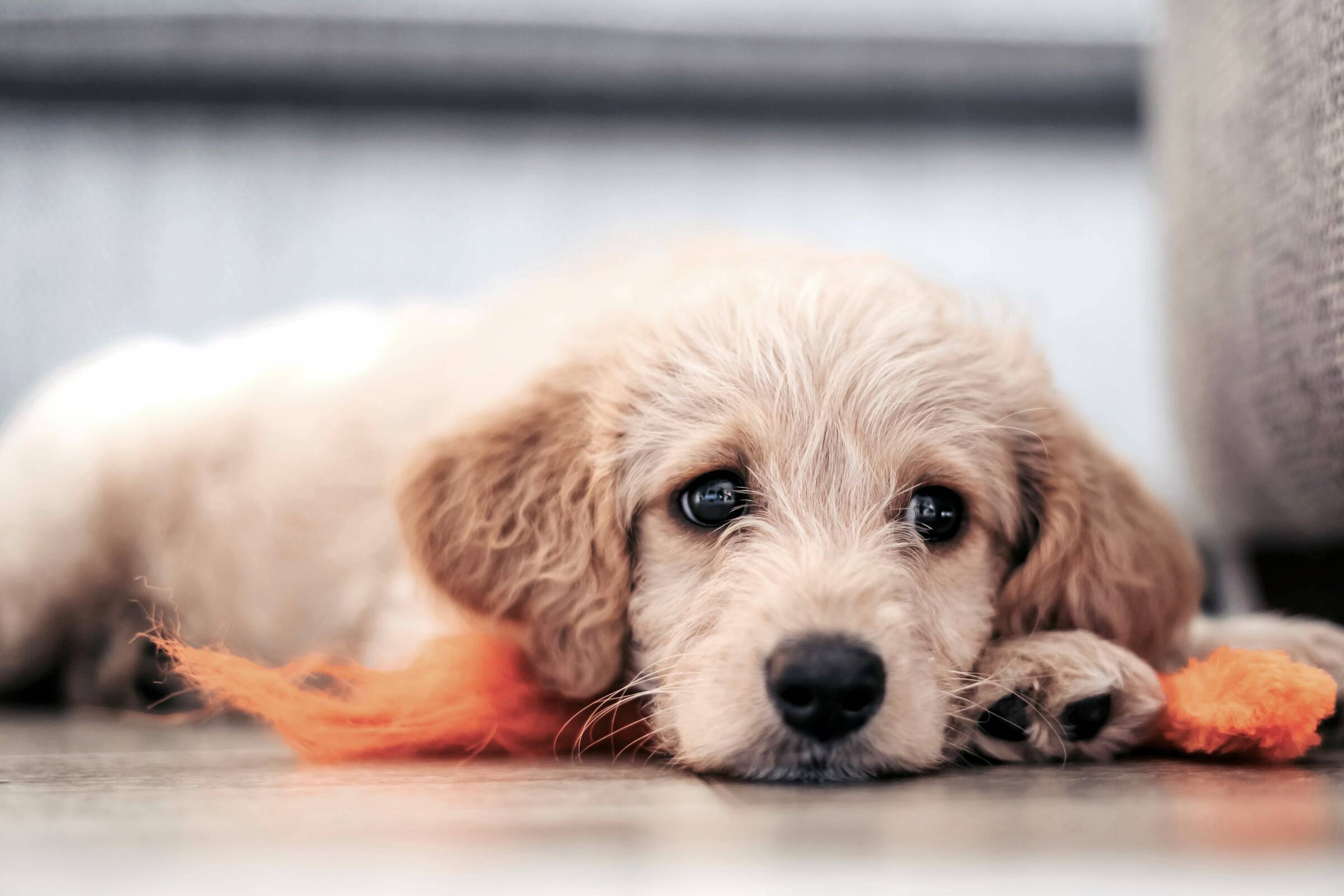 Tierversicherung für kranke Hunde